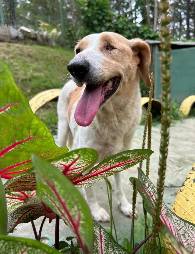 Cão claro de língua de fora entre as plantas